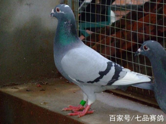 鴿子養得不少,能飛的不多