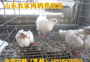 山東農(nóng)家肉鴿養(yǎng)殖場