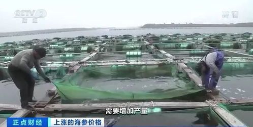 漲漲漲 有產品價格一斤猛漲600元,養它還能接著賺錢嗎