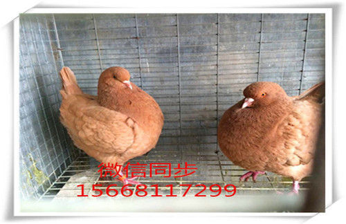 圓環元寶鴿子圖片、圓環元寶價格、元寶鴿子哪里便宜_北京時間