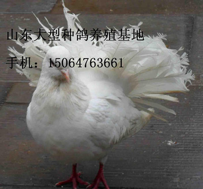 潮安縣肉鴿養殖場@潮安縣養殖肉鴿行嗎@潮安縣肉鴿養殖技術產品的資料 - 山東機電網