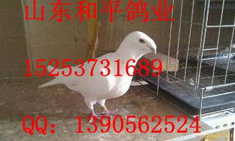 白羽王鴿多少錢一對價格 白羽王鴿多少錢一對廠家批發 嘉祥縣振川家庭農場