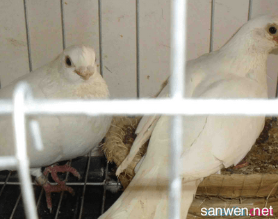 肉鴿養殖的8個要點與注意事項