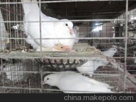 【壽光肉鴿養殖首選壽光王鴿 肉鴿】價格,廠家,圖片,特種禽類,崔少升-