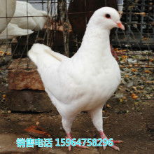 2018肉鴿養(yǎng)殖價(jià)格 報(bào)價(jià) 肉鴿養(yǎng)殖批發(fā) 第29頁 養(yǎng)殖網(wǎng)