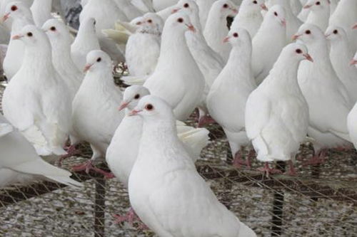 徐州大棚肉鴿飼養(yǎng)報(bào)價(jià)在線咨詢,天明種鴿品質(zhì)保障